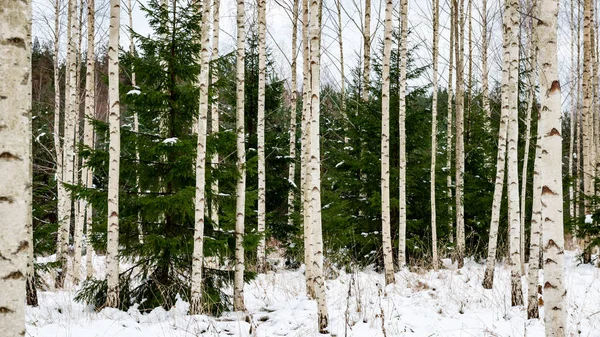 Τα δέντρα σημύδων σε χιόνι το χειμώνα — Φωτογραφία Αρχείου