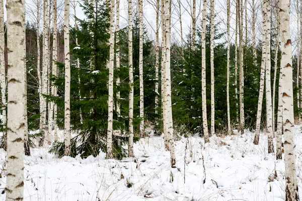 Nyir fa fák a téli hó — Stock Fotó
