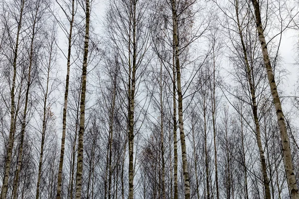 白桦树在冬天的雪 — 图库照片