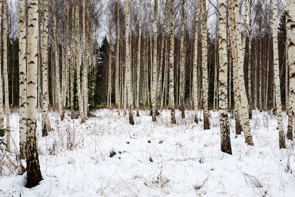 Birken im Winterschnee — Stockfoto