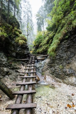 ormanda turist iz