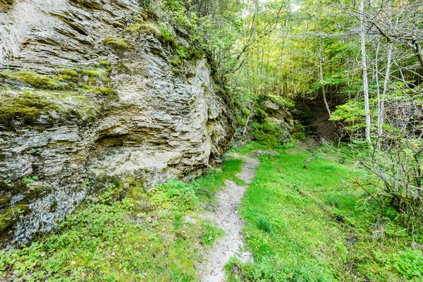 Sendero turístico en bosques —  Fotos de Stock