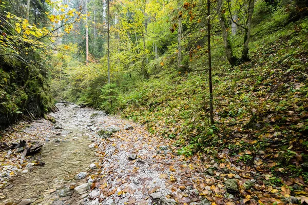 Ormanda turist iz — Stok fotoğraf