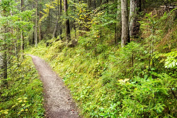 Sendero turístico en bosques — Foto de Stock