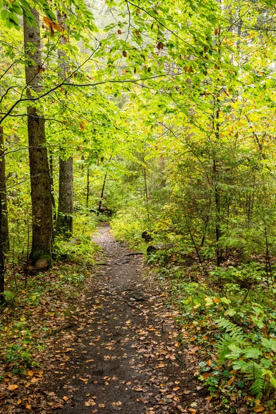 Sendero turístico en bosques — Foto de Stock