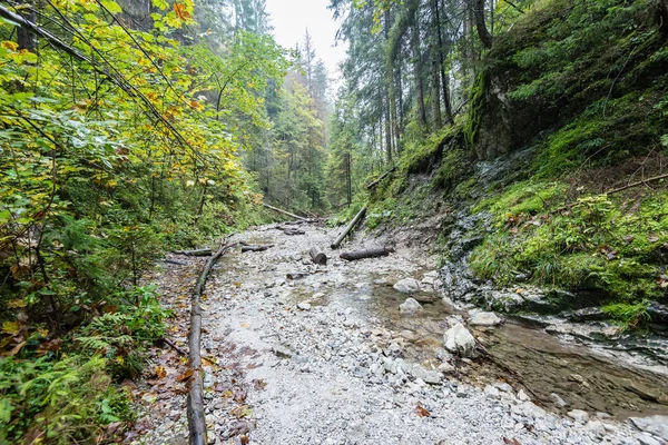 Sendero turístico en bosques — Foto de Stock