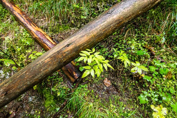 Sendero turístico en bosques — Foto de Stock