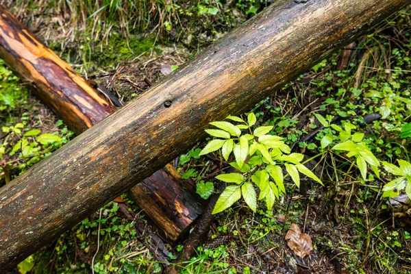 Sendero turístico en bosques — Foto de Stock