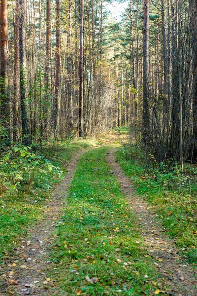 Sentiero turistico nel bosco — Foto Stock