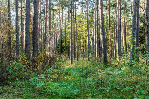 Touristenpfad im Wald — Stockfoto