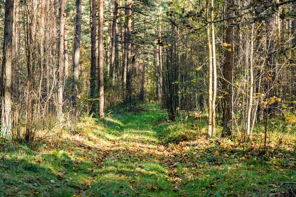 Sentiero turistico nel bosco — Foto Stock