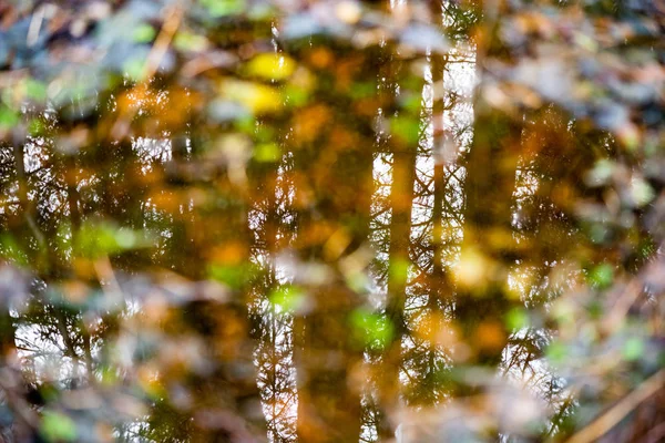 Reflexões de galhos de árvores no outono água colorida — Fotografia de Stock
