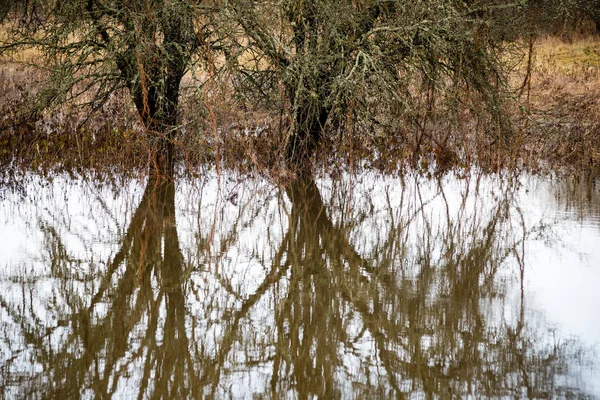 Reflecties van takken in de herfst gekleurde water — Stockfoto