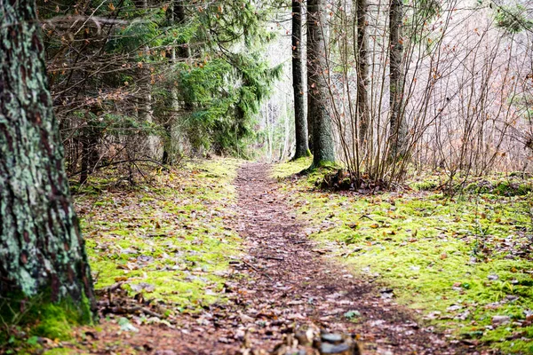 İlerideki Yol — Stok fotoğraf