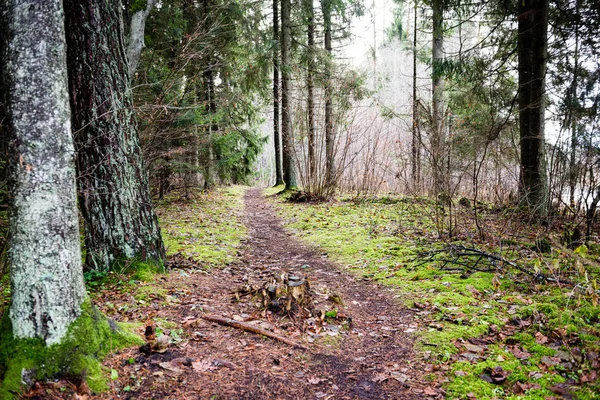 Der Weg vor uns — Stockfoto