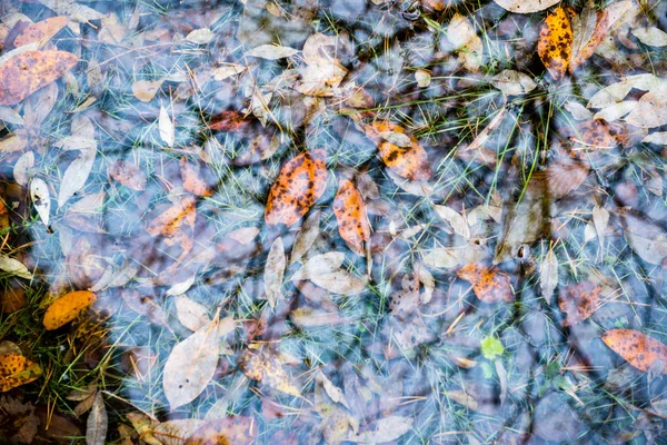 Reflejos de ramas de árboles en agua de color otoñal —  Fotos de Stock