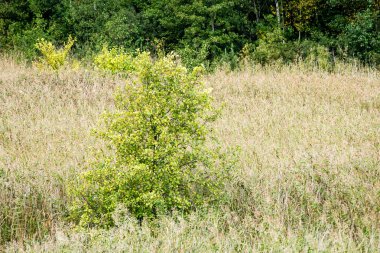 güneşli çayır çiçek ve yeşil çimen