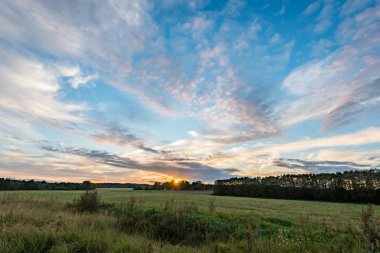 güneşli çayır çiçek ve yeşil çimen