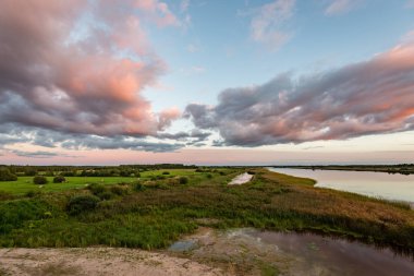 güneşli çayır çiçek ve yeşil çimen