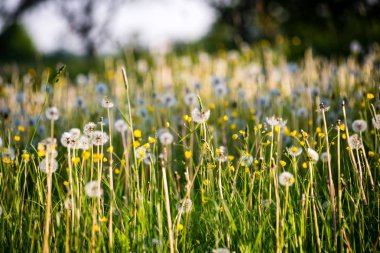 dandelions ve yeşil çim ile güneşli çayır