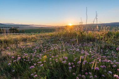 güneşli çayır çiçek ve yeşil çimen
