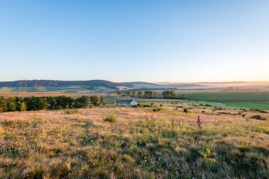 güneşli çayır çiçek ve yeşil çimen