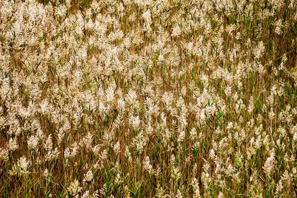 Prado ensolarado com flores e grama verde — Fotografia de Stock