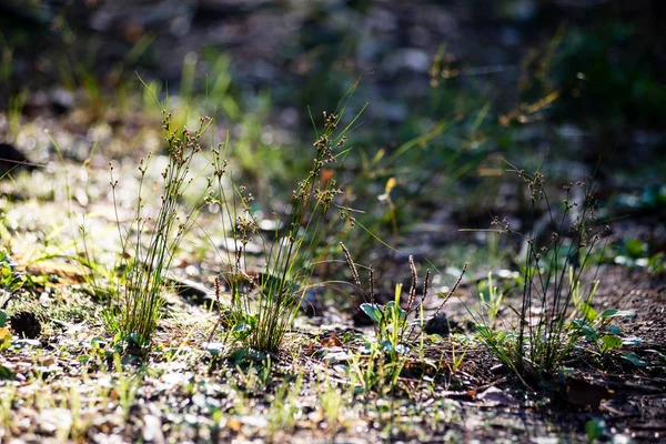 Sluneční louka s květy a zelené trávy — Stock fotografie
