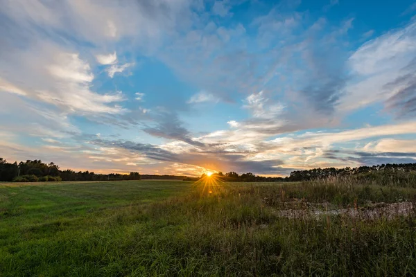 Prairie ensoleillée avec fleurs et herbe verte — Photo