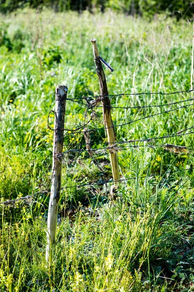 Prado soleado con flores y hierba verde — Foto de Stock