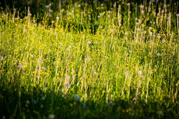 Solig äng med blommor och grönt gräs — Stockfoto