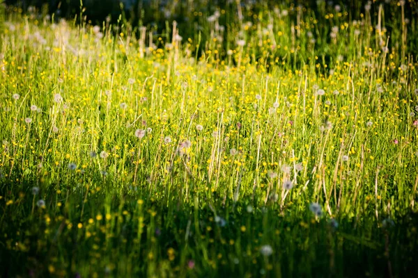 Prairie ensoleillée avec fleurs et herbe verte — Photo
