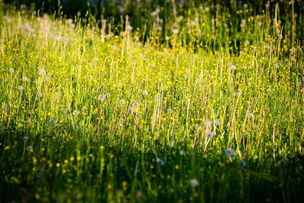 Solig äng med blommor och grönt gräs — Stockfoto