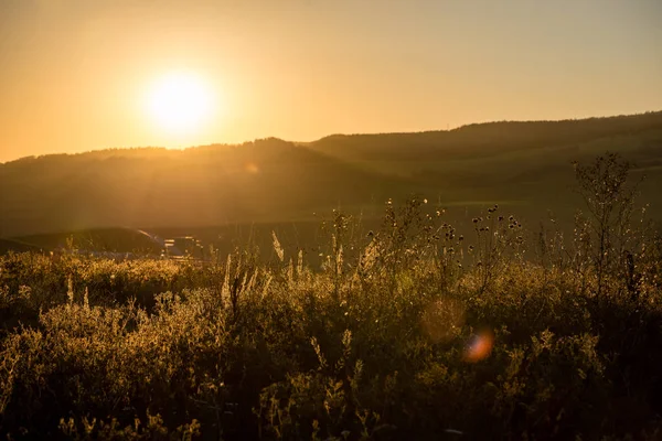 güneşli çayır çiçek ve yeşil çimen