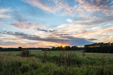 güneşli çayır çiçek ve yeşil çimen