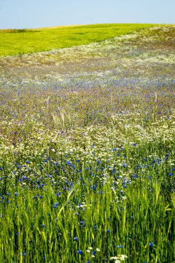 Peygamber ve papatya ile güneşli çayır