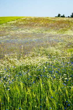 Peygamber ve papatya ile güneşli çayır