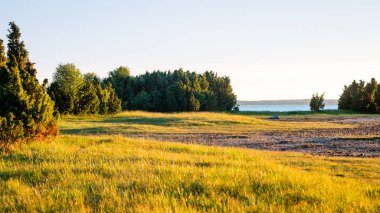 güneşli çayır çiçek ve yeşil çimen