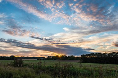 güneşli çayır çiçek ve yeşil çimen