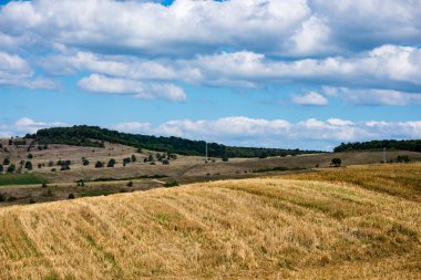 güneşli çayır çiçek ve yeşil çimen