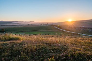 güneşli çayır çiçek ve yeşil çimen