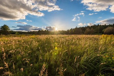 güneşli çayır çiçek ve yeşil çimen