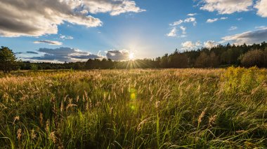 güneşli çayır çiçek ve yeşil çimen