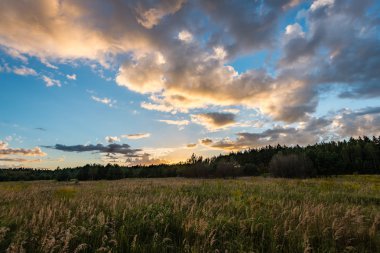 güneşli çayır çiçek ve yeşil çimen