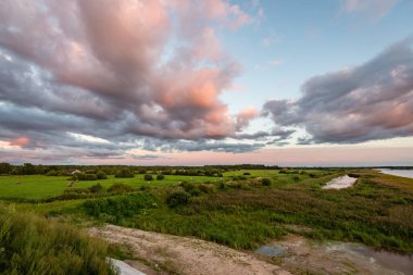 güneşli çayır çiçek ve yeşil çimen