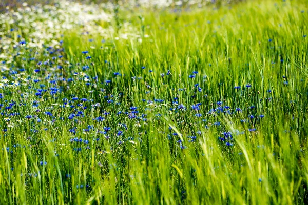 Sonnige Wiese mit Kornblumen und Margeriten — Stockfoto