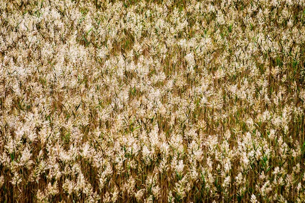 Zonnige weide met bloemen en groen gras — Stockfoto