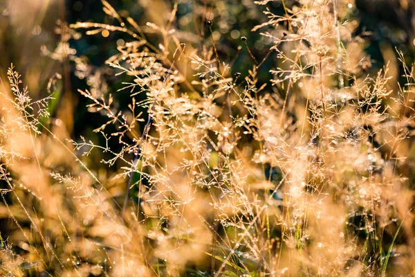 Słoneczna łąka z kwiatami i poranna Rosa — Zdjęcie stockowe