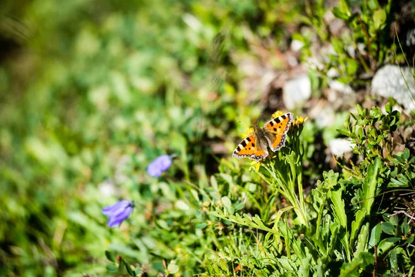 Prairie ensoleillée avec fleurs et papillon — Photo