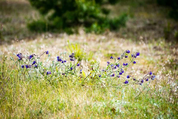 Zonnige weide met bloemen en groen gras — Stockfoto